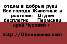 отдам в добрые руки - Все города Животные и растения » Отдам бесплатно   . Пермский край,Чусовой г.